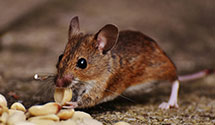 24 Hour & Emergency Exterminators in Wanderoos, WI